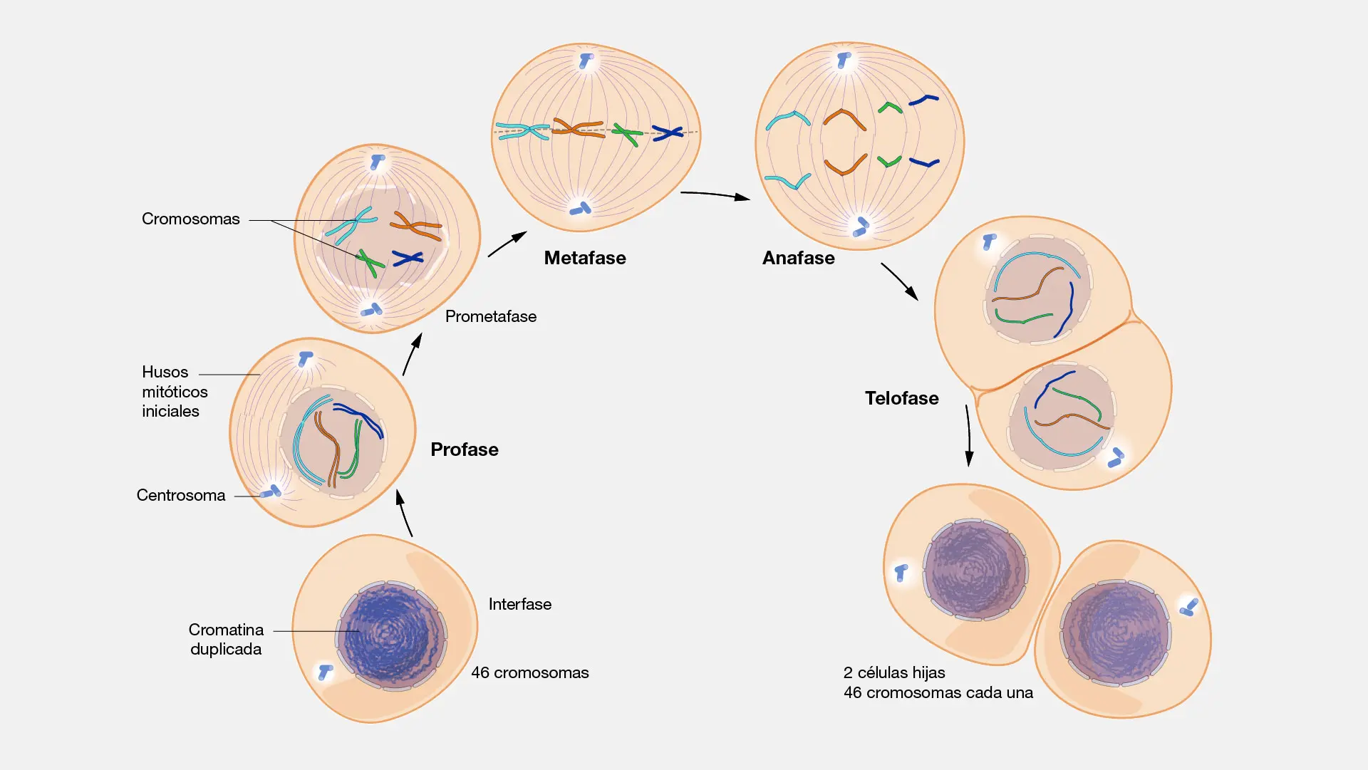 a que se denomina mitosis explica y grafica - Qué es la mitosis y cuáles son sus 4 etapas