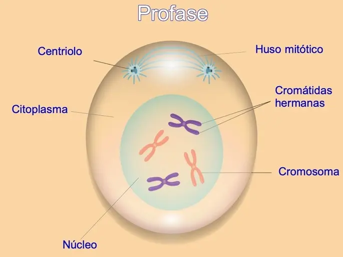 a que se denomina mitosis explica y grafica - Qué es la mitosis