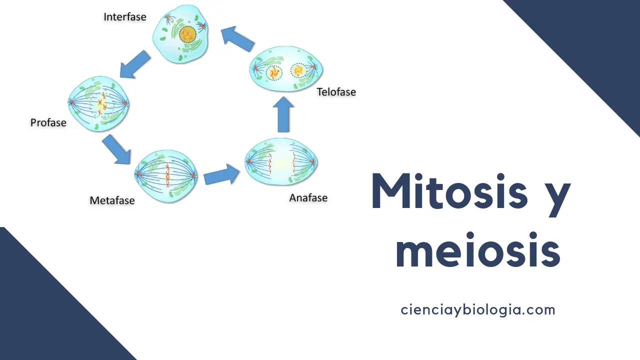 a que se denomina mitosis explica y grafica - Qué es la respuesta de la mitosis