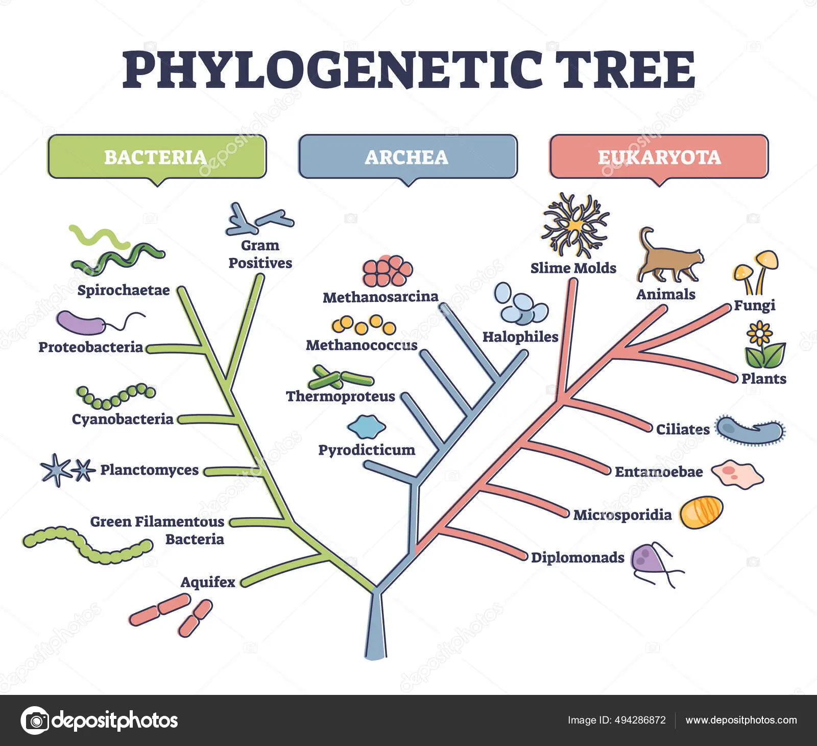 arbol filogenetico grafica - Qué es un árbol filogenético y un ejemplo