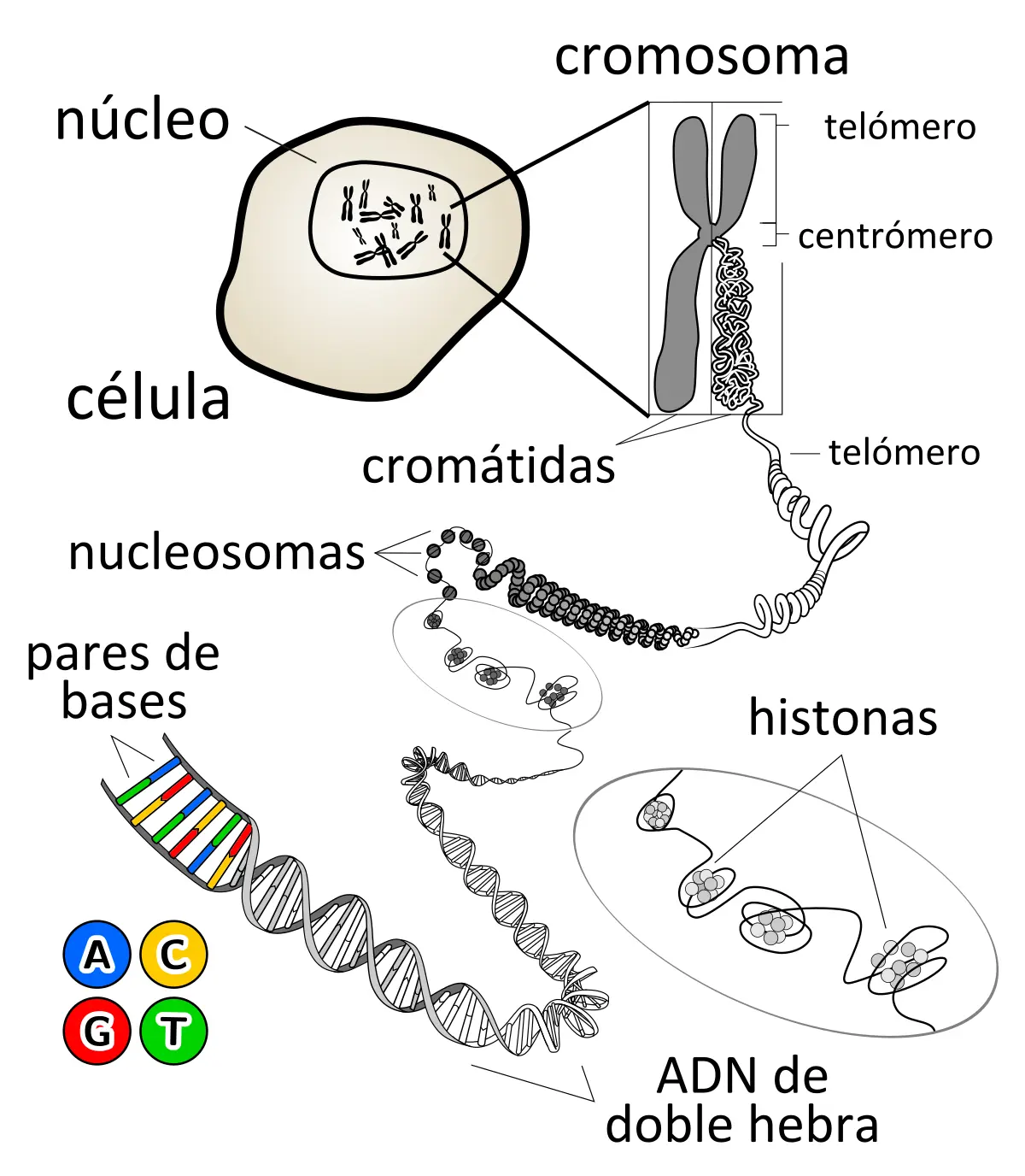 adn polimero estructura grafica - Qué es un polímero en ADN