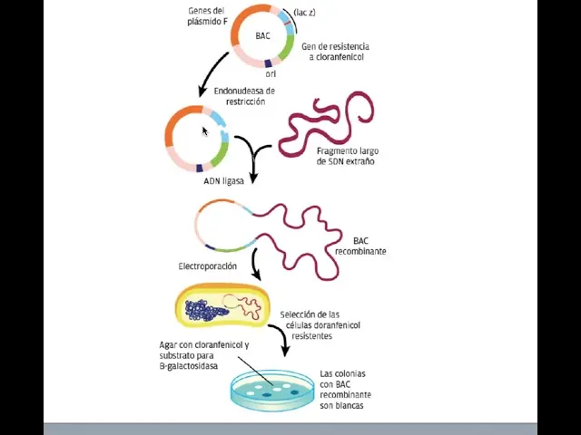 bacterias recombinante grafica de formacion de una colonia de clones - Qué función desempeñan las bacterias en la clonación de genes