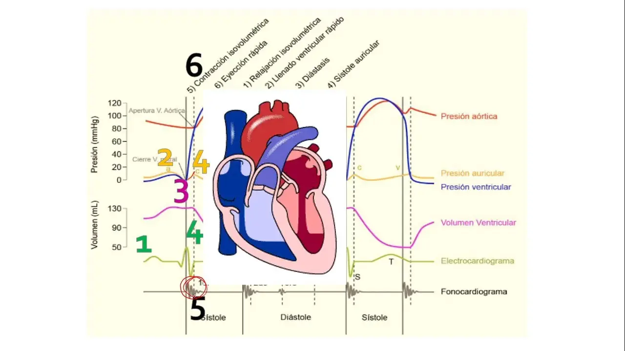 grafica de wiggers - Qué indican los ruidos del corazón en el diagrama de Wiggers