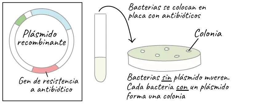 bacterias recombinante grafica de formacion de una colonia de clones - Qué métodos se utilizan en la detección y selección de los clones recombinantes