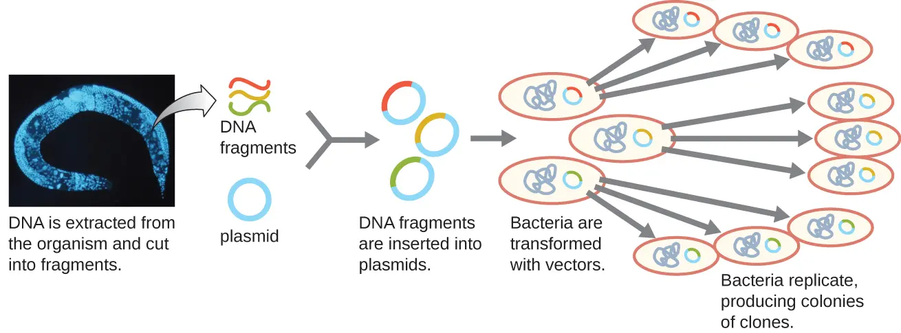 bacterias recombinante grafica de formacion de una colonia de clones - Qué quiere decir con recombinante genético en bacterias