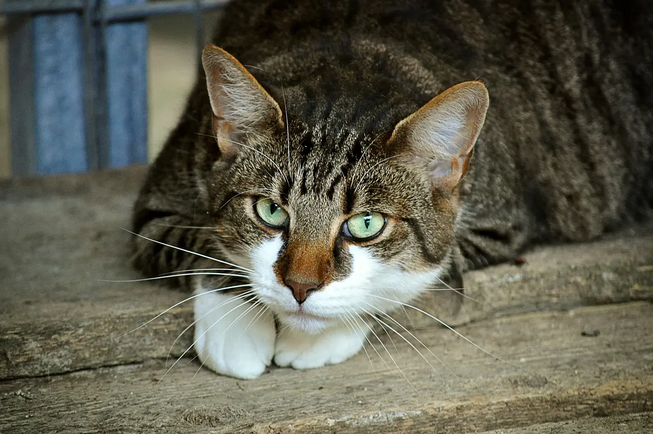 grafica de gato - Qué representa la figura del gato