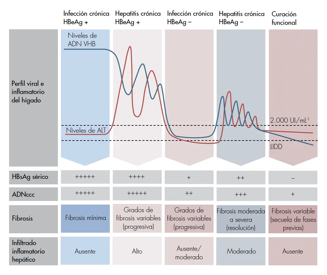 serologia hepatitis b grafica - Qué significa 0.20 en una prueba de hepatitis B