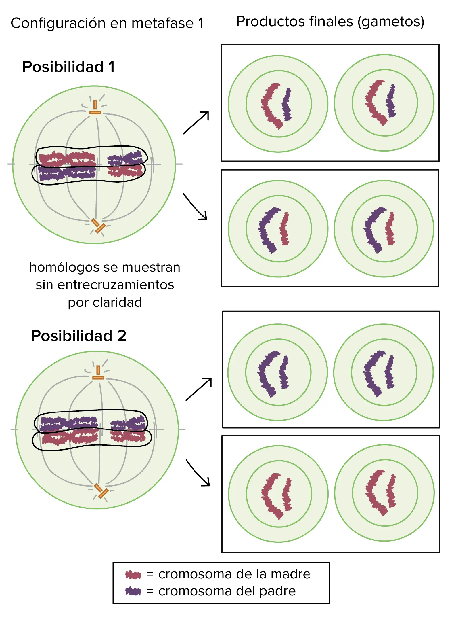 representacion grafica de la meiosis - Qué significa 2n 4