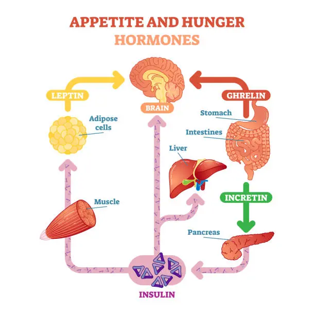 abrir el apetito descripcion grafica - Qué significa abrir el apetito