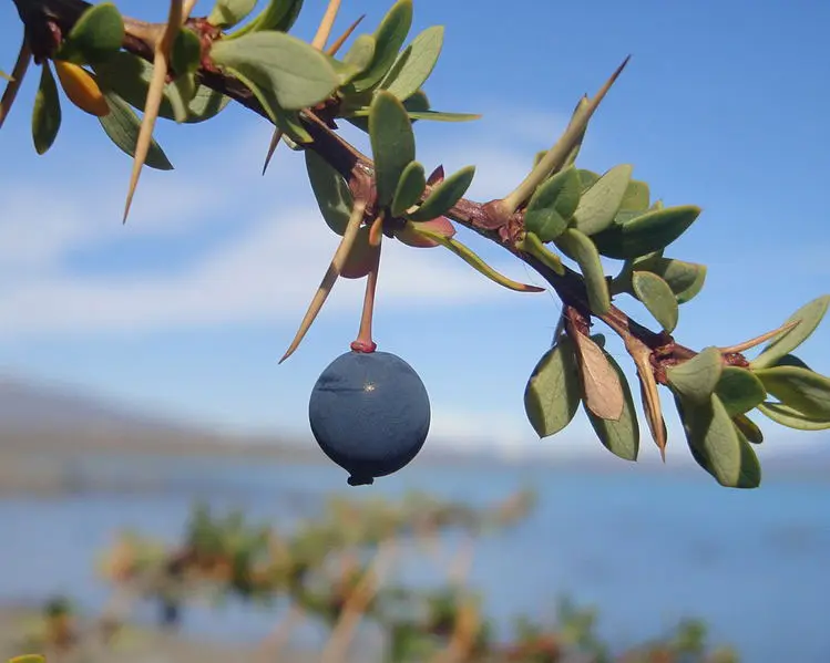 el origen del calafate escrita en imprenta mayuscula - Qué significa calafate en tehuelche