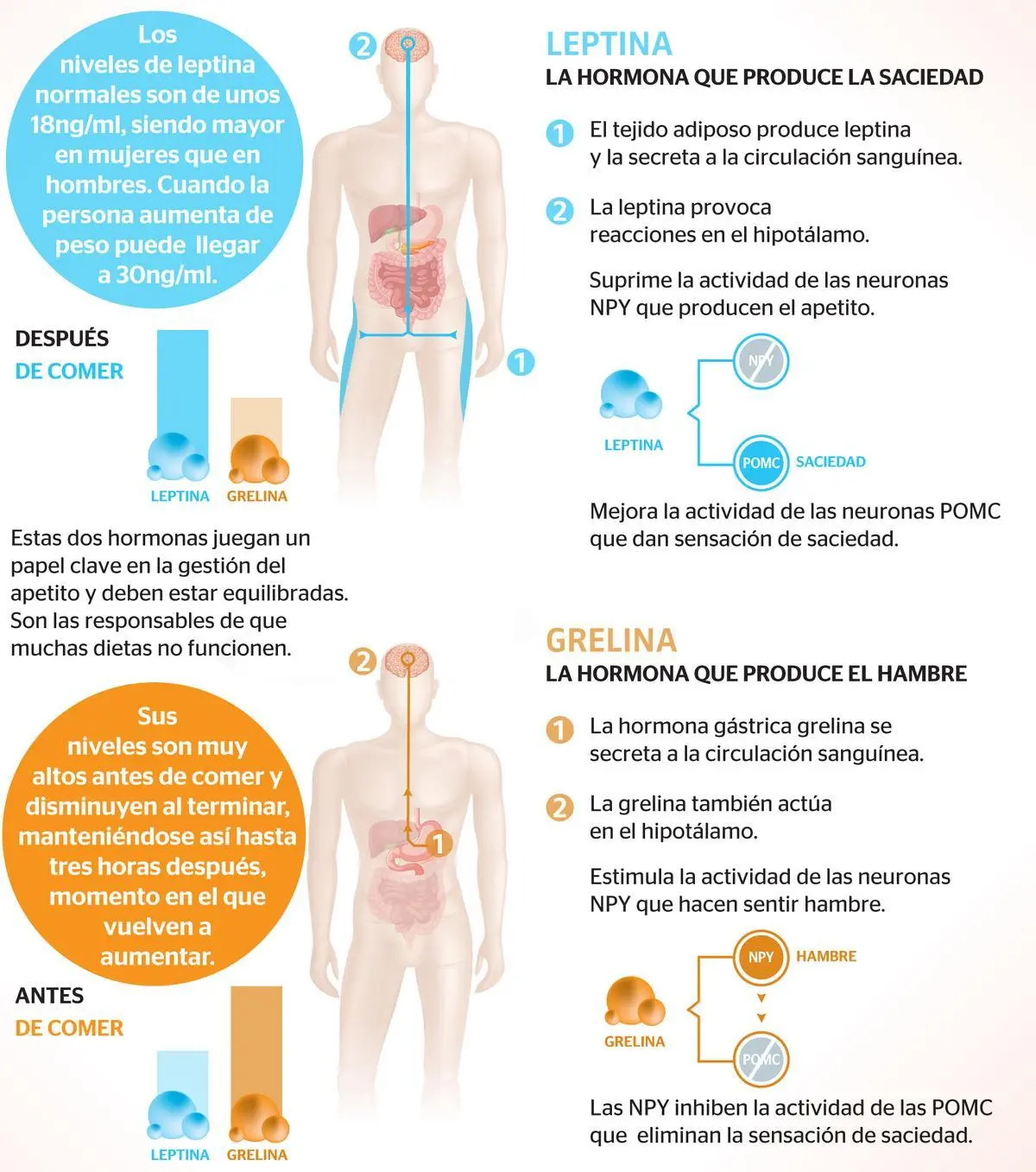 abrir el apetito descripcion grafica - Qué sirve para abrir el apetito en los niños