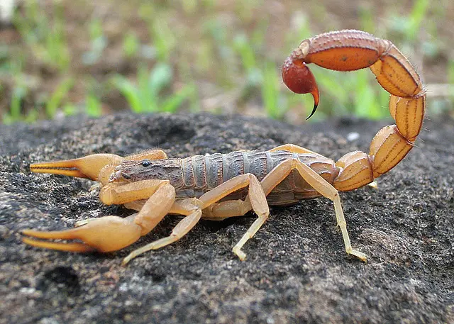 grafica scorpions - What is the scorpions biggest predator